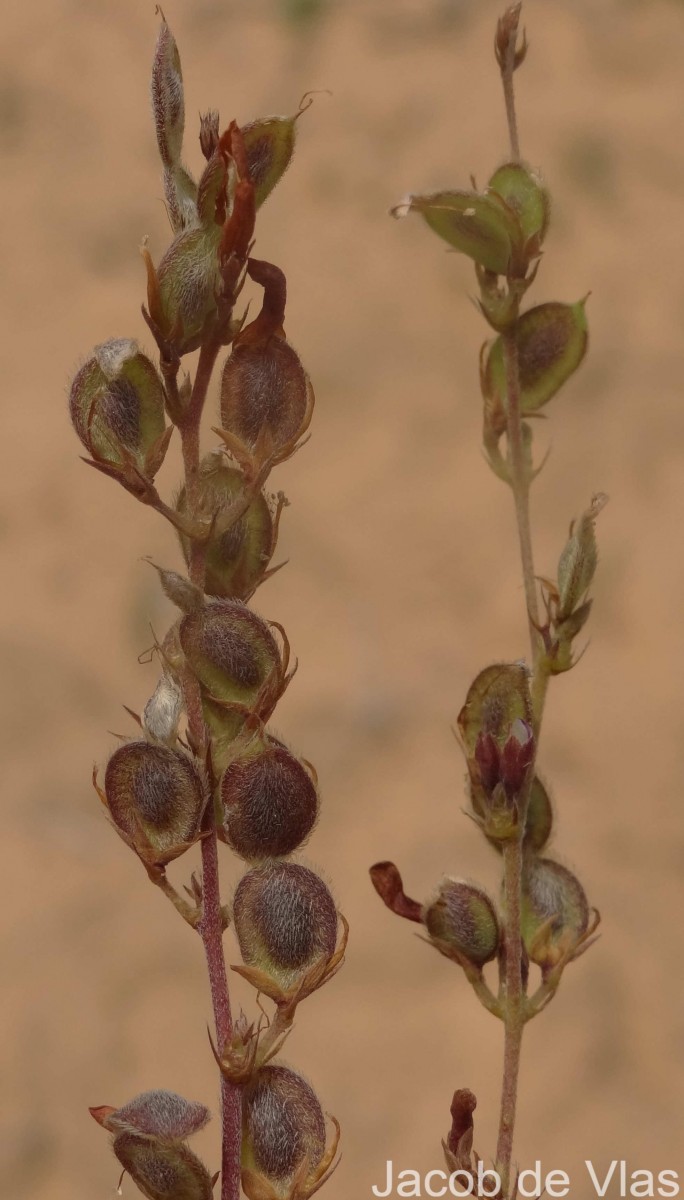 Aphyllodium biarticulatum (L.) Gagnep.